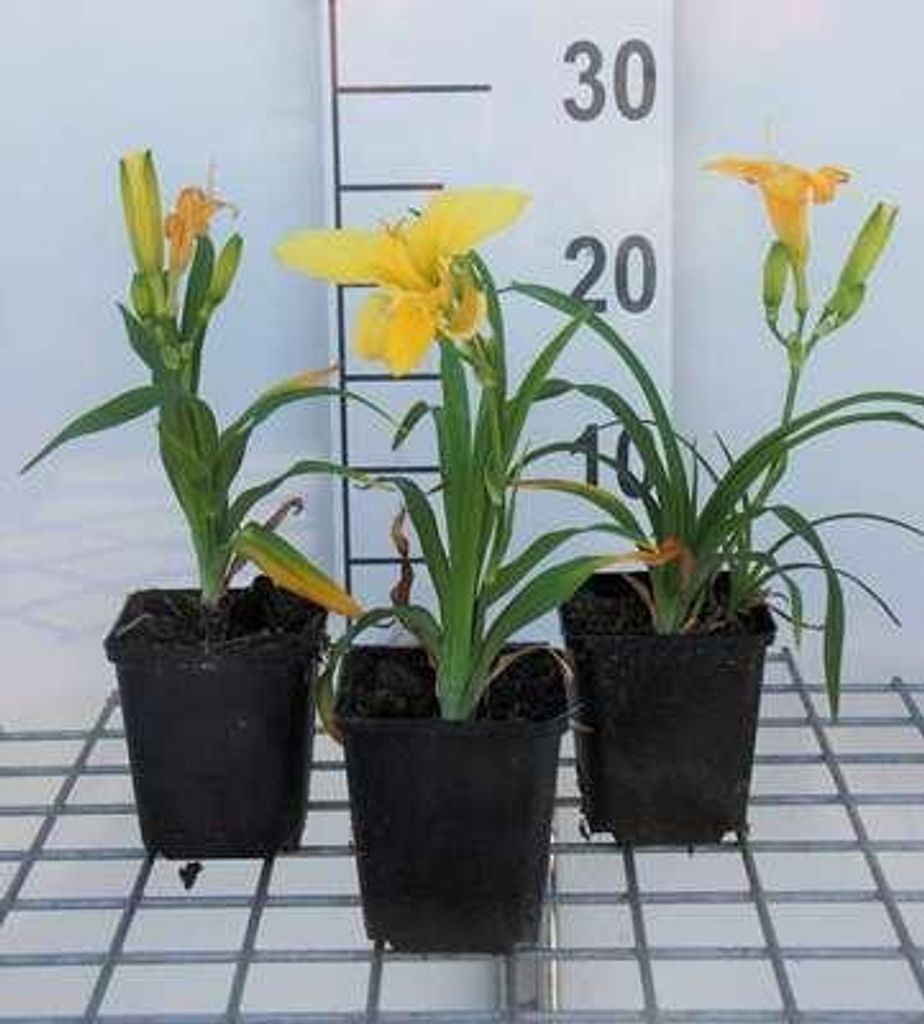 6 x Hemerocallis hybr. 'Happy Returns' - taglilie - Topf 9 x 9 cm
