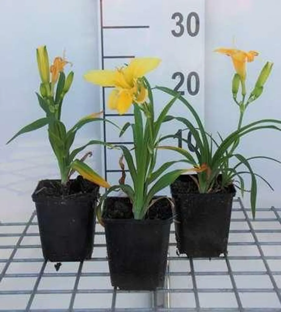 Hémérocalle Happy Returns pour jardin sans entretien - Lot de 6 pots
