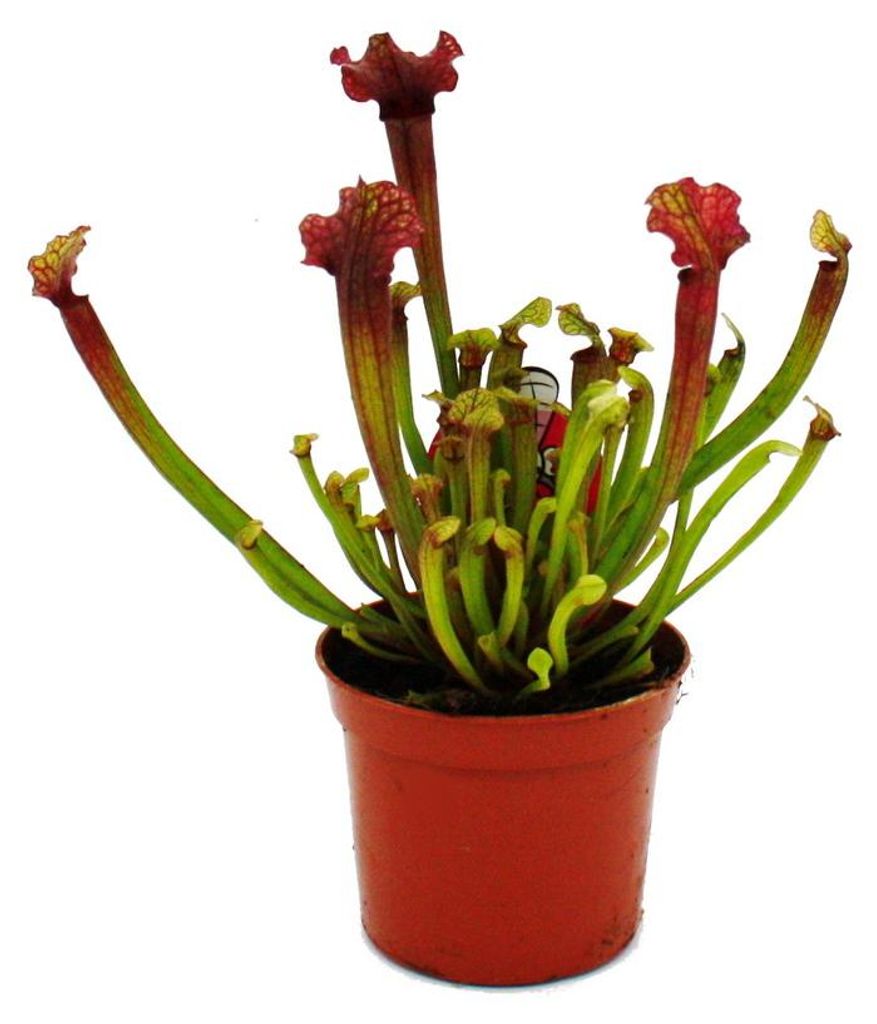 Schlauchpflanze - Sarracenia "Judith" - Fleischfressende Produktbild 