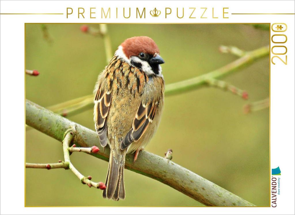 CALVENDO Puzzle Feldsperling 2000 Teile Puzzle quer | 2000 Teile Lege-Größe 90x67cm Foto-Puzzle für glückliche Stunden