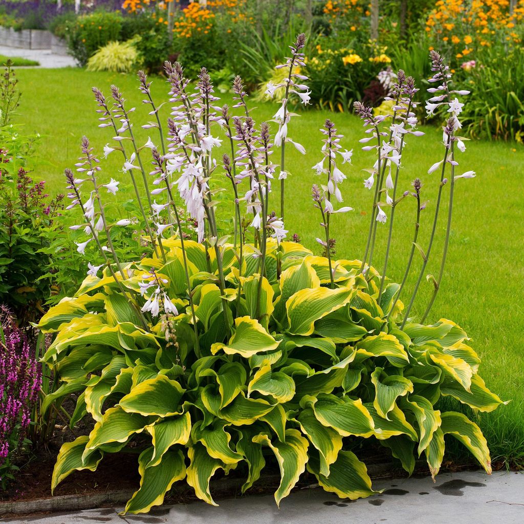 Hosta Garden Hosta Atlantis 1 ks Sadenica Sadenice hosty Obrázok produktu 