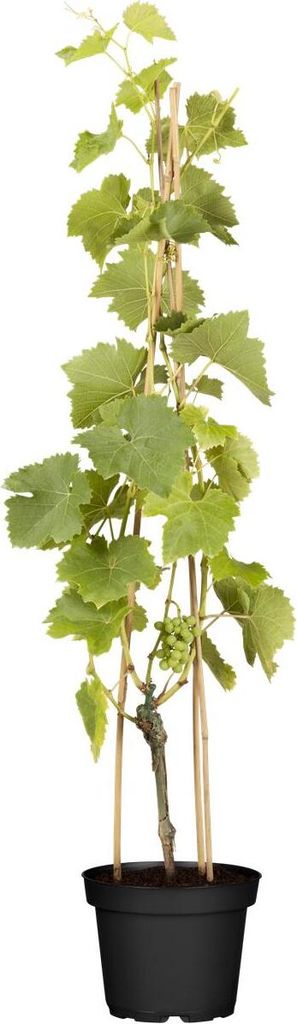 Vitis vinifera 'Lakemont', Weinrebe, kernlos, 80–100 cm