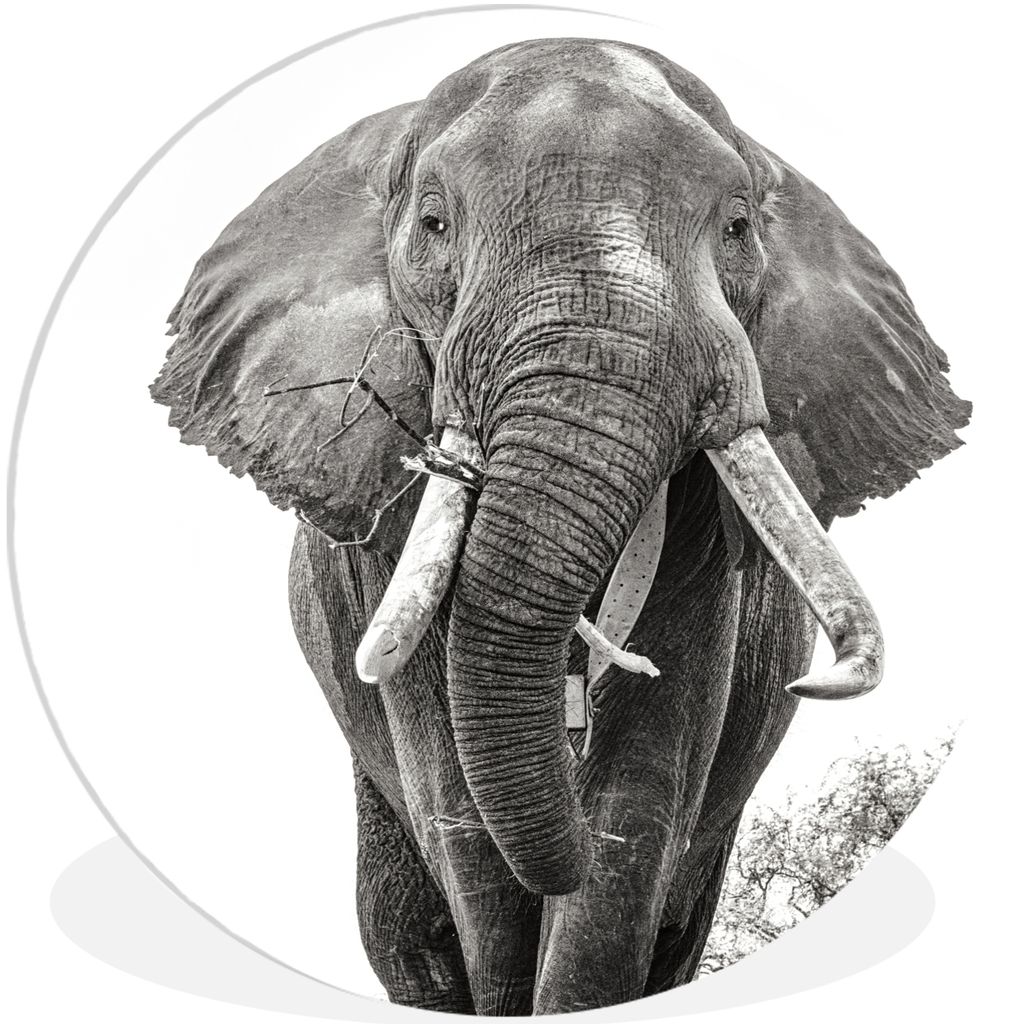 MuchoWow Rundes Wandbild - Runde Bilder Elefant - Porträt - Tiere - Schwarz und weiß Ø 60 cm Kreis Wanddekoration Kunststoff - Wandkreis - Wan...