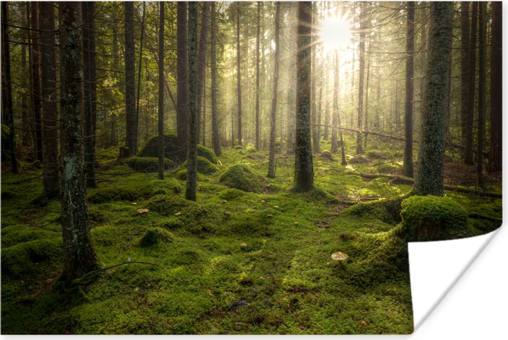 MuchoWow Poster Wald - Sonne - Baum 90x60 cm - Schlafzimmer