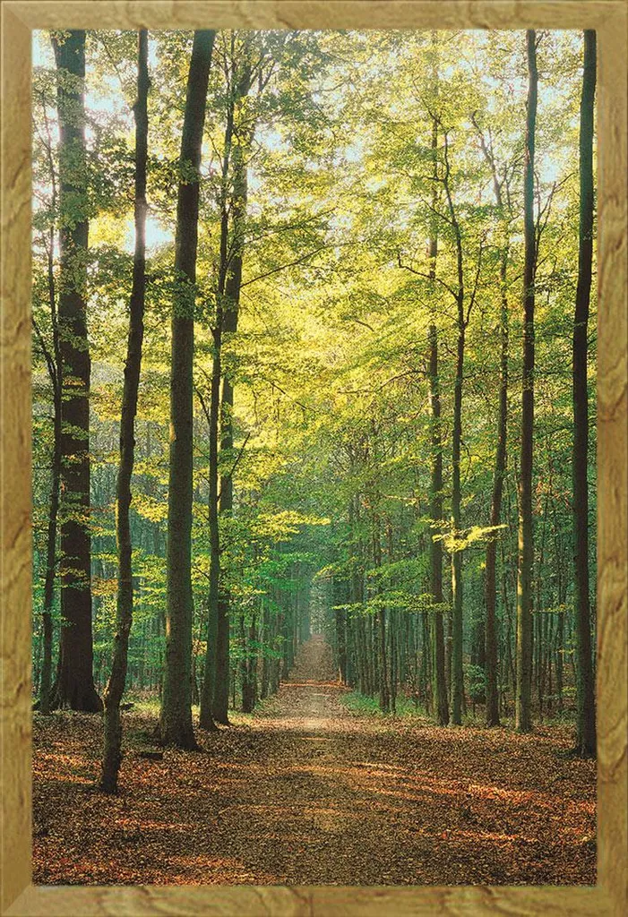 Arredo Parete Foresta: Poster Sentiero + Cornice Shinsuke Rovere Elegante