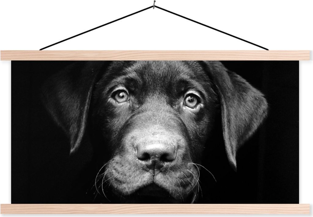 MuchoWow Textilposter Nahaufnahme Labrador Welpe vor schwarzem Hintergrund in schwarz und weiß 120x60 cm mit holzfarbenen Rahmen - Klemmleiste