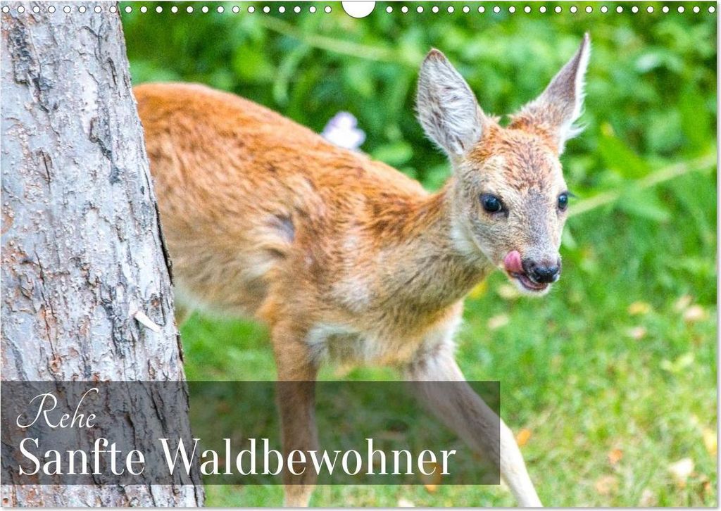 Rehe - Sanfte Waldbewohner (Wandkalender 2027 DIN A3 quer), CALVENDO Monatskalender