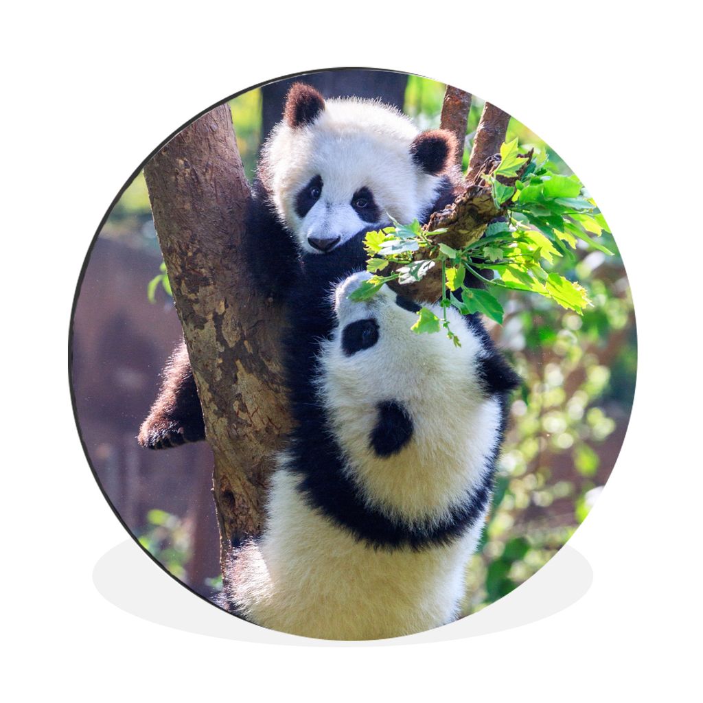 MuchoWow Aluminium Wandkreis Pandas - Baum - Natur Ø 90 cm Wanddeko Modern Wohnzimmer - Mauerkreis - Wandbilder - Runde Bild - Bild aus Aluminiu...