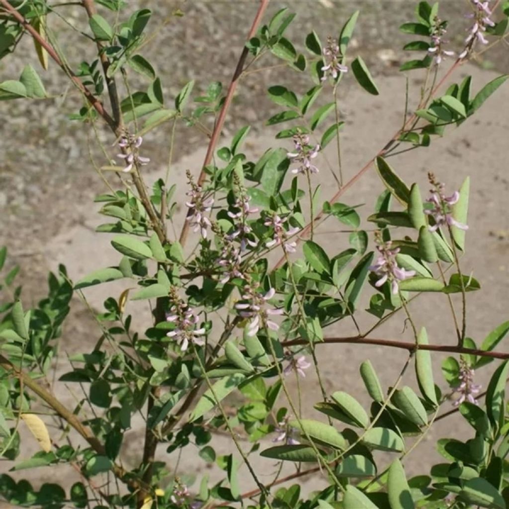 Indigofera amblyantha - Indigostrauch - Chinesischer Indigo 40-60