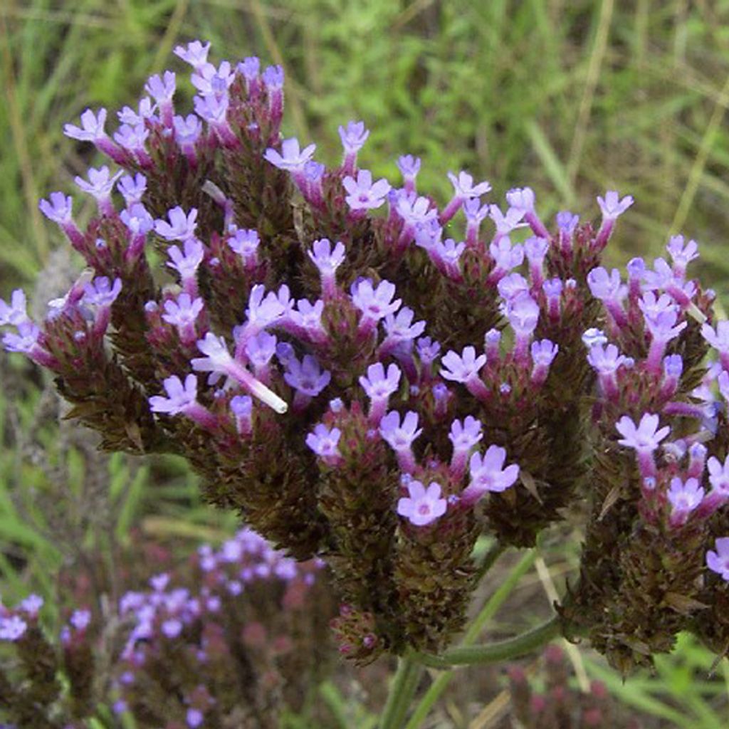 6 x verbena argentina - Verbena bonariensis | vaso 9cm x Immagine del prodotto 