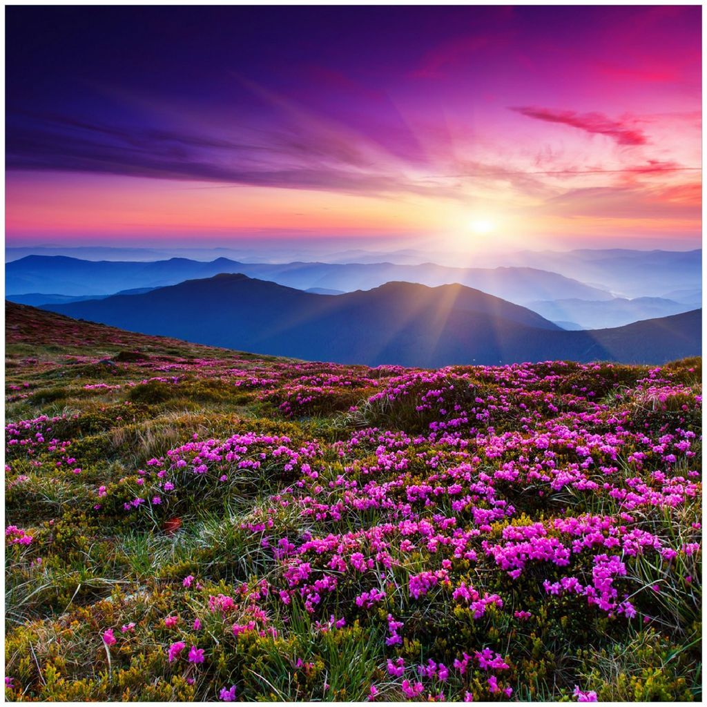 Wallario Memoboard Magnettafel aus Glas, Größe 50 x 50 cm, Motiv Blumenbedeckte Wiese bei Sonnenuntergang