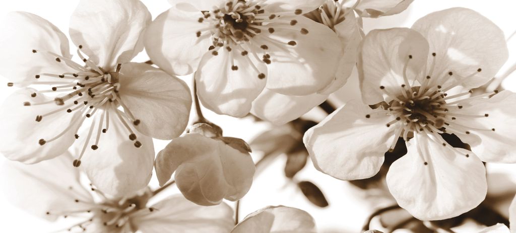 Sanders & Sanders Poster Blumen Beige - 600915 - 202 x 90 cm
