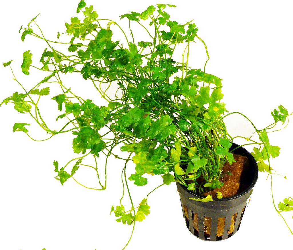 1 Topf Dreiteiliger Wassernabel (Hydrocotyle cf. Produktbild 