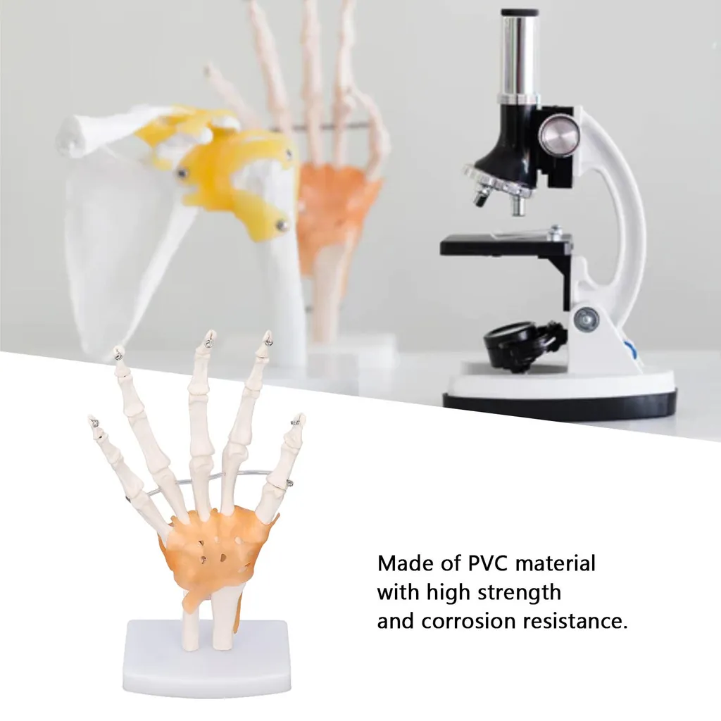 Main en PVC avec articulations mobiles - Taille réelle sur support - 19