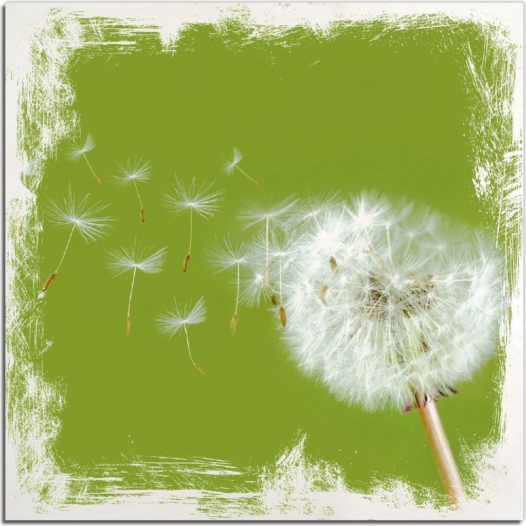 Kunstdrucke Wandbilder Holz in : Brillante Farben, Größe 50 x 50 cm Motiv Pusteblume auf der Wiese mit fliegenden Samen