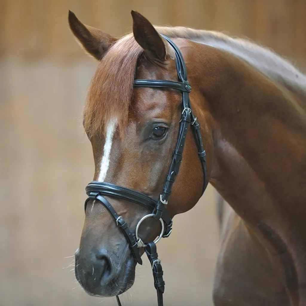 Kavalkade Quentin Testiera Combinata: Eleganza Nera per il tuo Cavallo