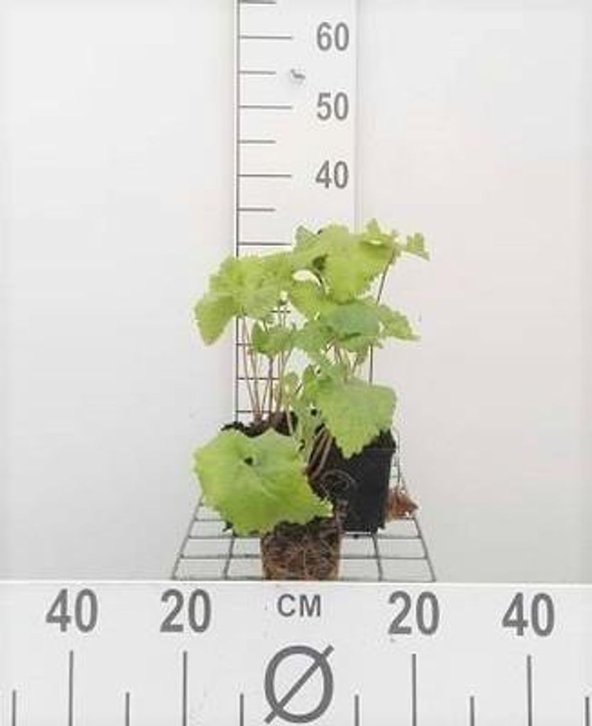 6 x Phlomis tuberosa - Brandkraut - Topf 9 x 9 cm