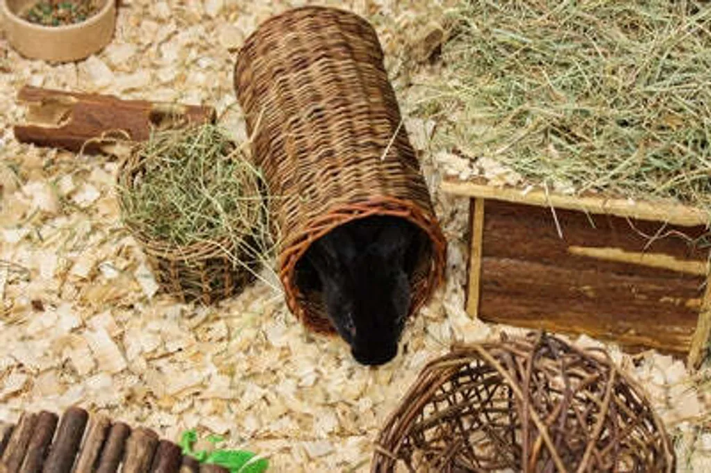 Happy Pet Tunnel di Salice Naturale per Roditori - Gioco da Rosicchiare - 6