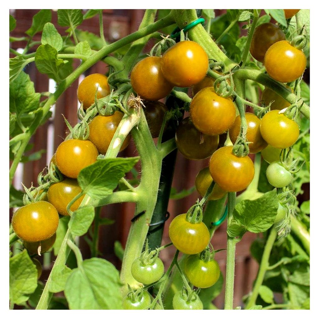 -Tomatensamen Frosted für ca. 10 Pflanzen - ertragreiche Cherrytomate, fruchtig und süß