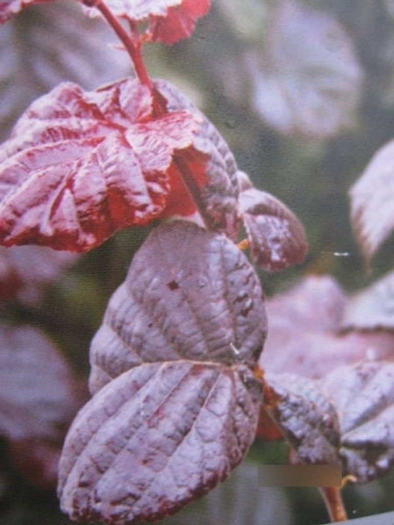 Rotblättrige Schirm-Haselnuss - Corylus avellana Purple Umbrella - 40cm Ministamm
