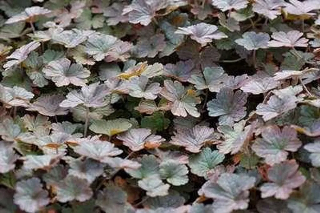 Aménager vos bordures avec 6 Géraniums vivaces Dusky Crug en pots