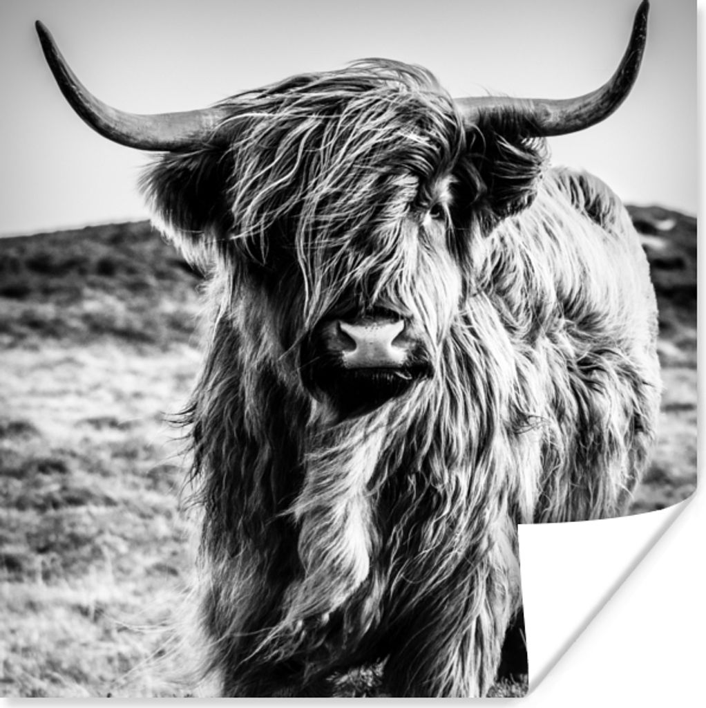 MuchoWow Poster Schottischer Highlander - Natur - Kuh - Schwarz - Weiß 100x100 cm - Babyzimmer