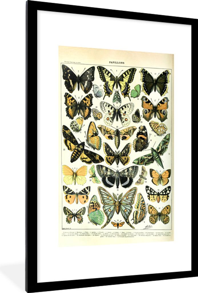 MuchoWow Gerahmtes Poster Schmetterling - Tiere - Insekten 60x90 cm - Poster mit Schwarzem Bilderrahmen Wandposter Rahmen Foto Bilder - Dekoratio...