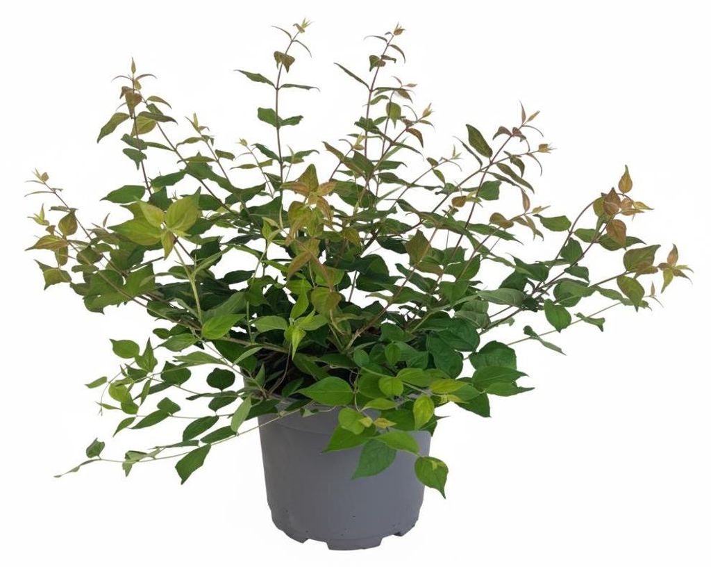 Kolkwitzie 40-60 cm, im Topf - Kolkwitzia amabilis Produktbild 