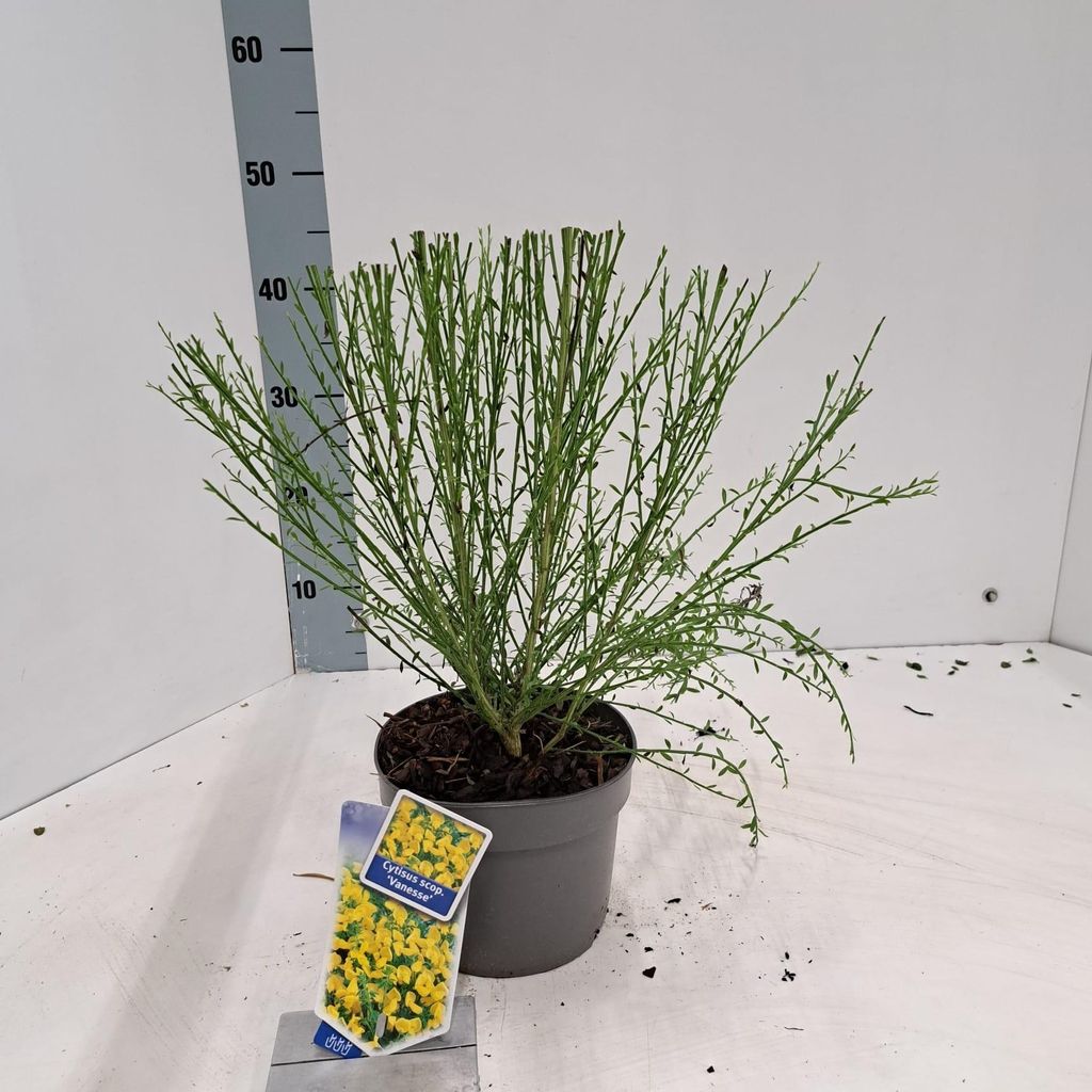 Cytisus scoparius 'Vanesse' - Ginster | 20-25 cm im Topf