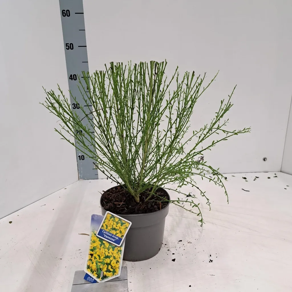 Cytisus Vanesse 20-25 cm - Genêt jaune très florifère et facile d'entretien