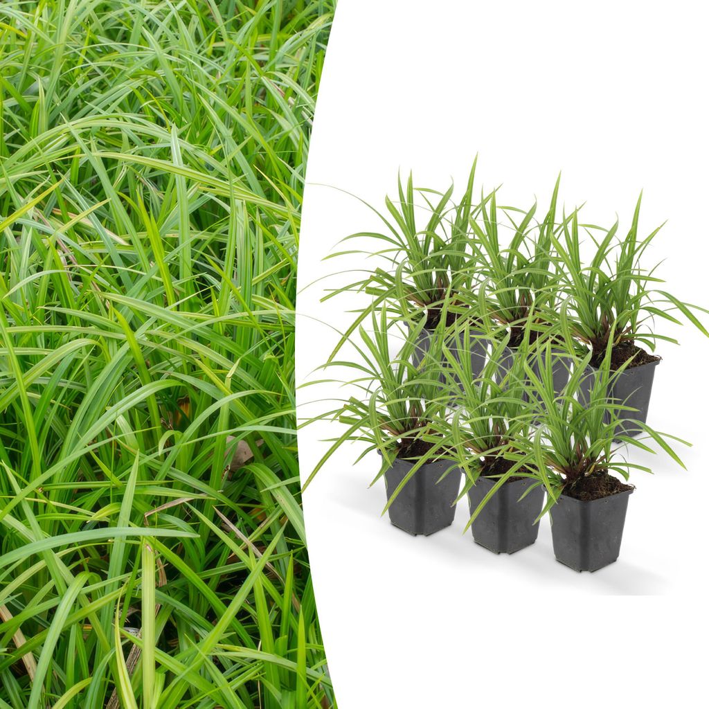 Okrasná tráva - Ostřice japonská - Carex morrowii 'Irish Obrázek produktu 