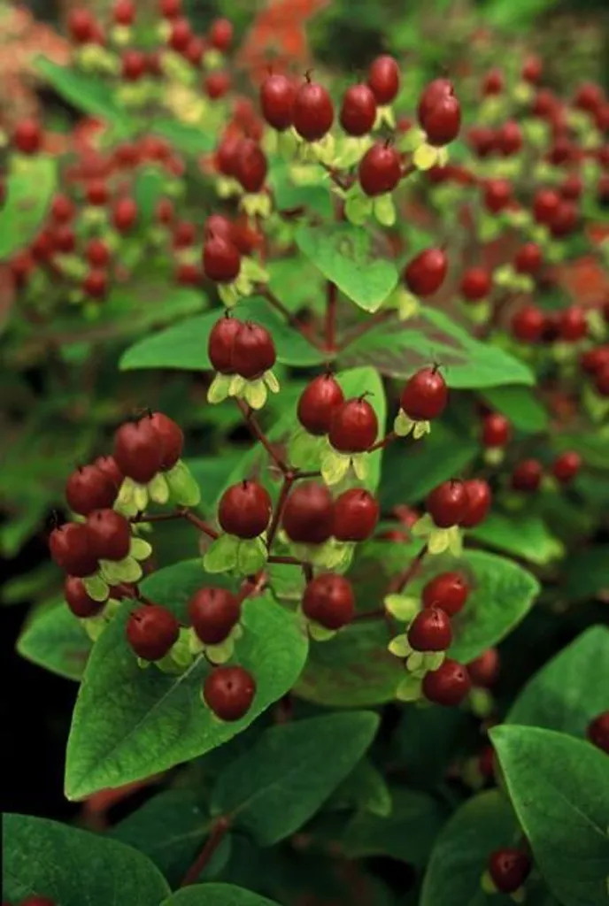 Millepertuis Hypericum inodorum Beauty - Lot de 6 arbustes en pot Ø9cm