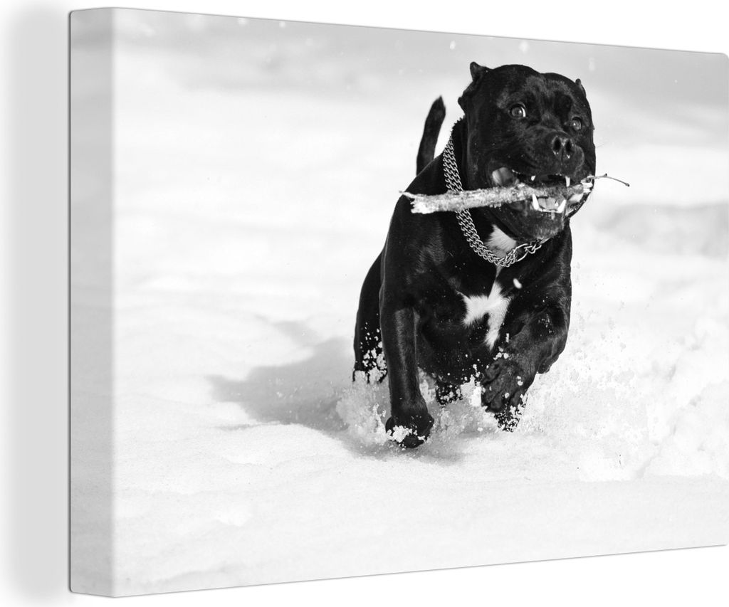 OneMillionCanvasses - Leinwandbilder - 140x90 cm, Staffordshire Bull Terrier beim Spaziergang im Schnee, Wandbilder Kunstdruck Wanddekoration - F...