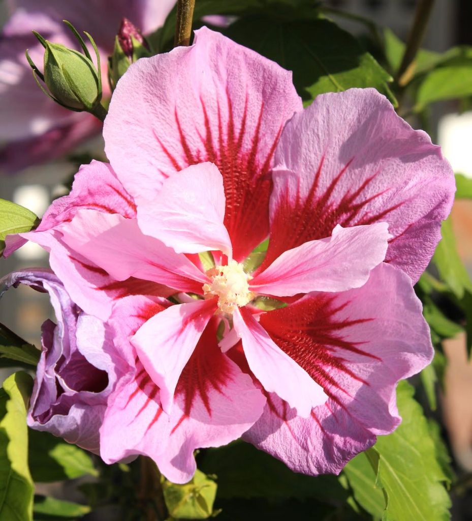 Garteneibisch Hibiscus Syriacus - Woodbridge mit rot / Produktbild 