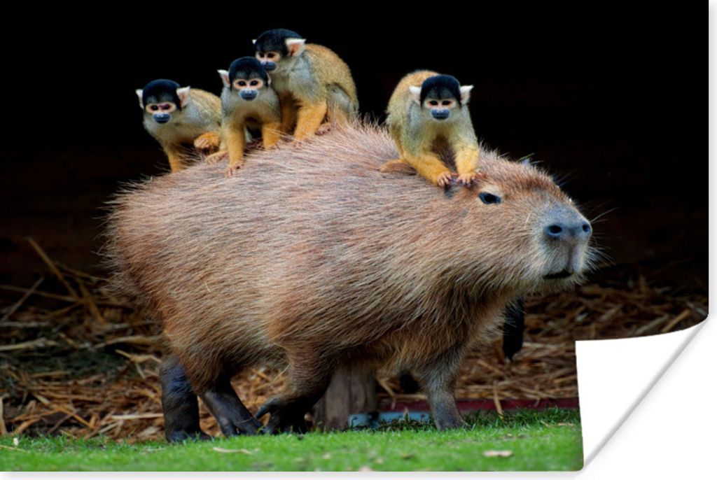 MuchoWow Poster Ein Capybara mit Affen darauf 80x60 cm - Kunst für zu Hause