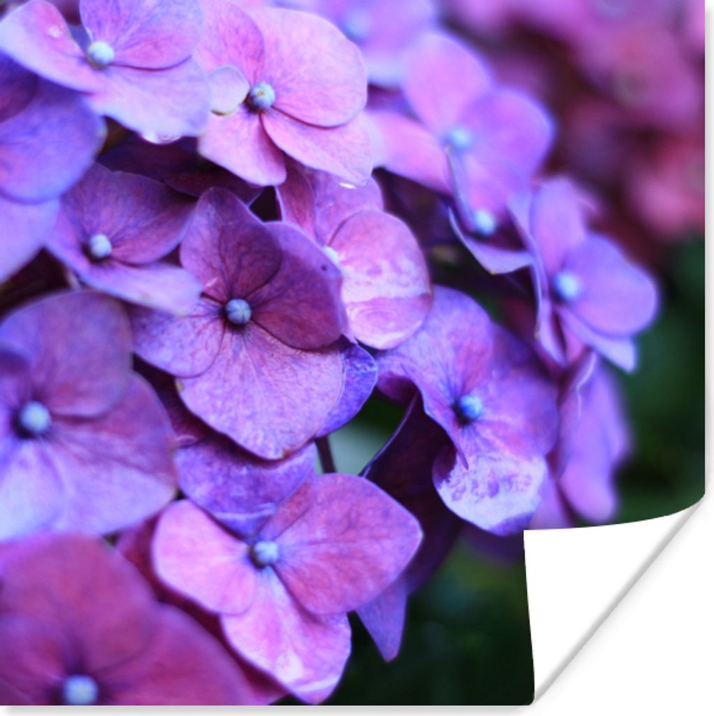 MuchoWow Poster Blumen - Lila - Hortensie - Natur - Blütenblätter 30x30 cm - Wandposter - Printing