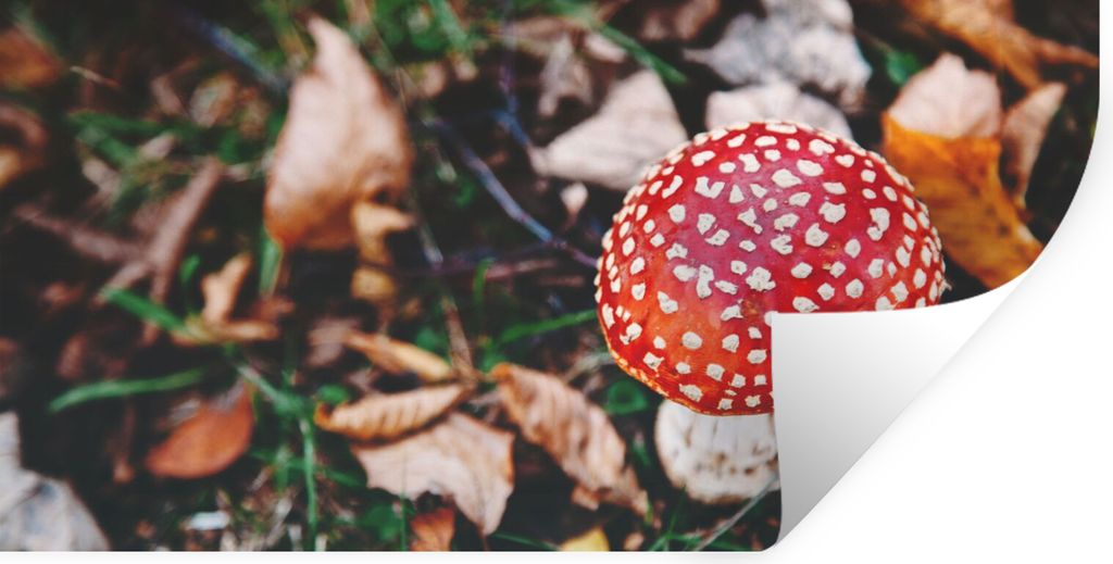 MuchoWow Wandtattoo Wandsticker Wandaufkleber Herbst - Pilz - Blätter - Natur 40x20 cm Selbstklebend und Repositionierbar - Aufkleber