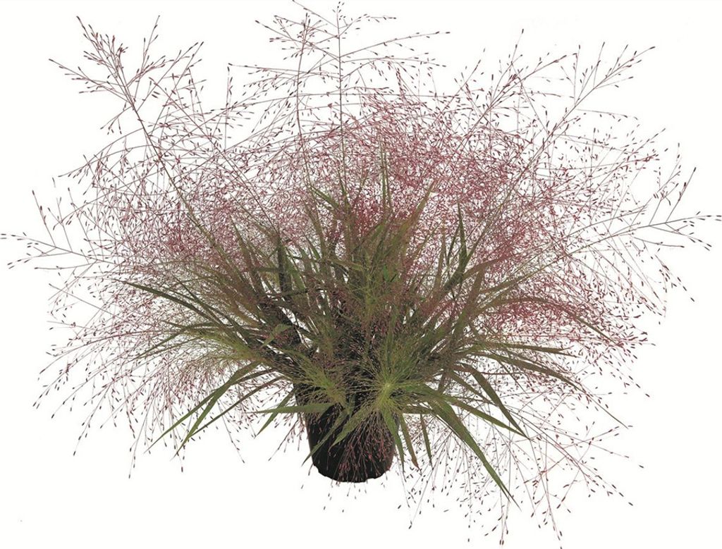 Liebesgras - Eragrostis spectabilis, Topf 13 cm - 13cm Produktbild 