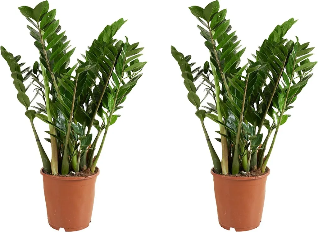 Plante ZZ Zamioculcas Increvable pour Intérieur Sombre - Lot de 2 - 80cm