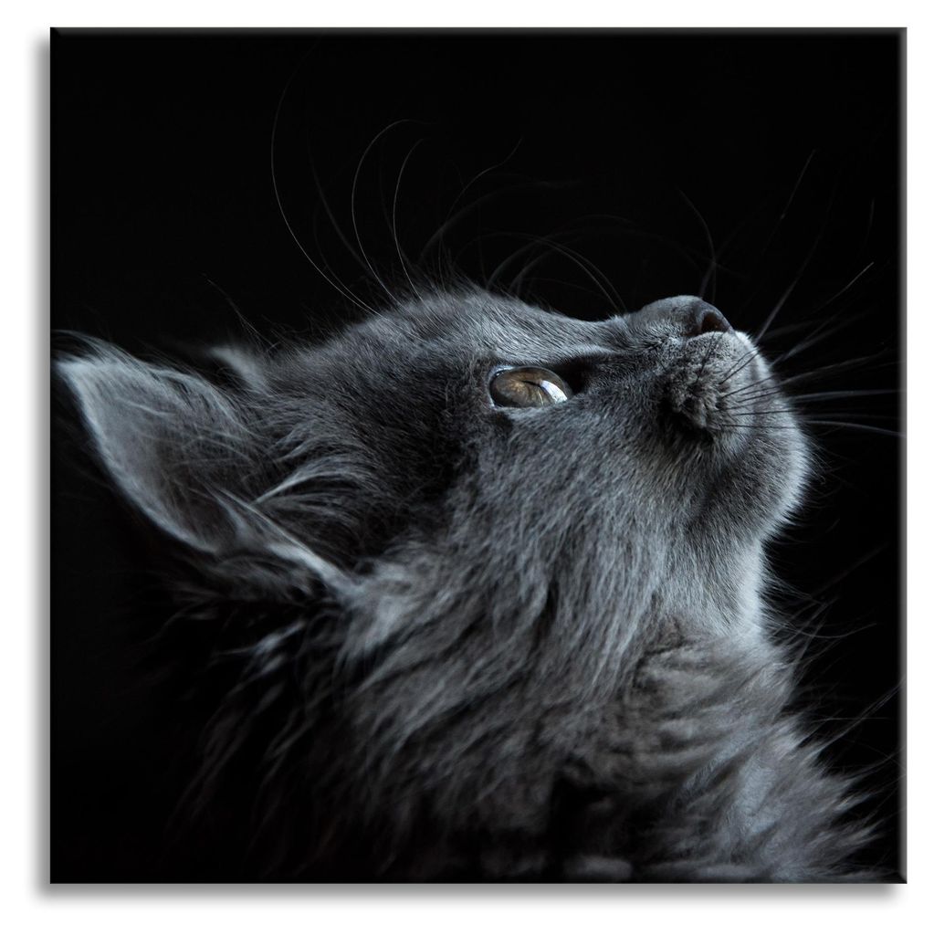 Leinwanddruck Tiere Katze 90x90 cm