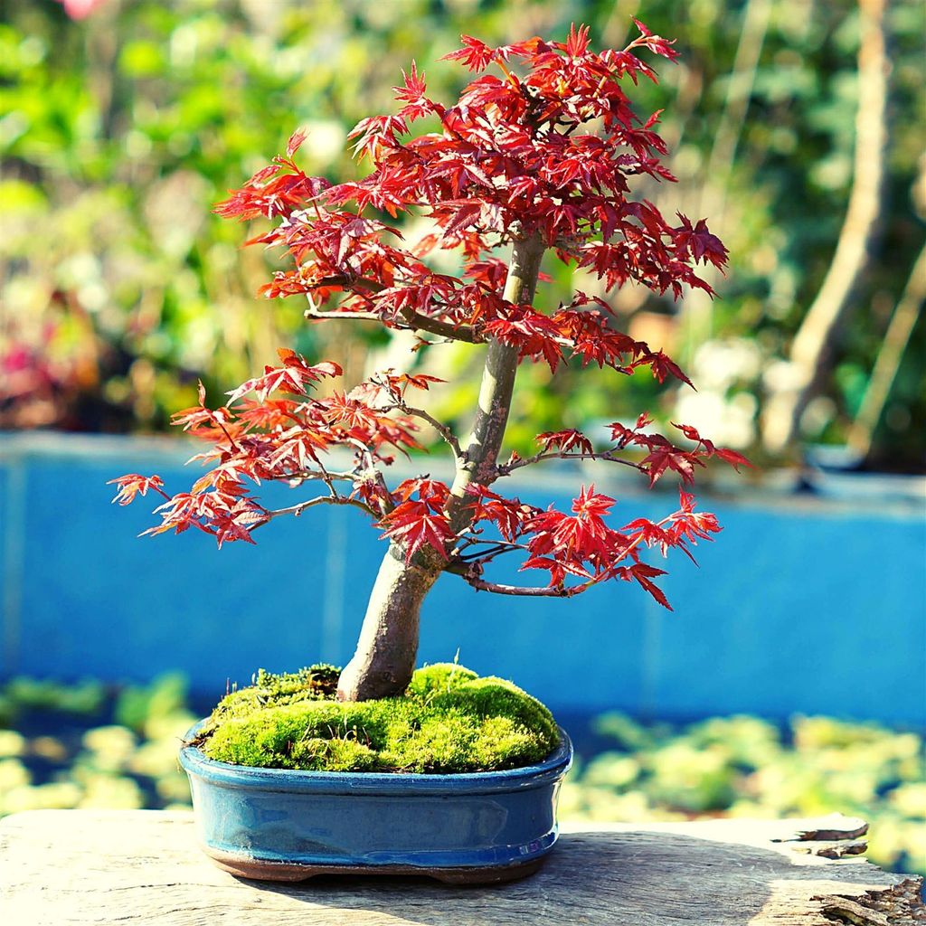 Auergewhnliche Bonsai Samen Roter Fcherahorn