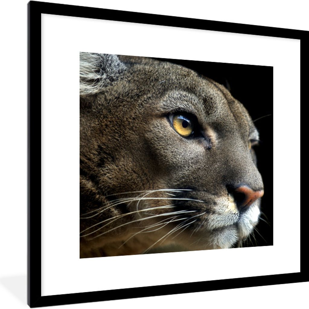 MuchoWow Gerahmtes Poster Puma - Wilde Tiere - Porträt 40x40 cm - Poster mit Schwarzem Bilderrahmen Wandposter Rahmen Foto Bilder - Poster - Pla...