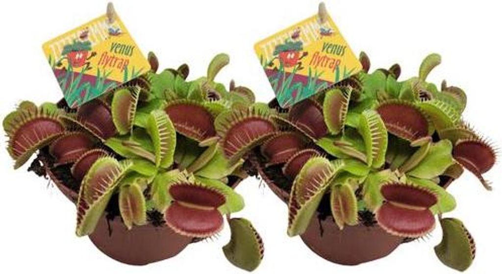 Dionaea Muscipula – Venusfliegenfalle – fleischfressende Pflanze – 2 Zimmerpflanzen – Ø12cm – 12cm Höhe
