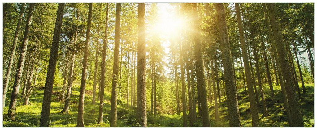 Wallario Wandbild aus Acryl, 125 x 50 cm, freischwebende Optik - Sonnenstrahlen im Nadelwald mit Moos und Farn