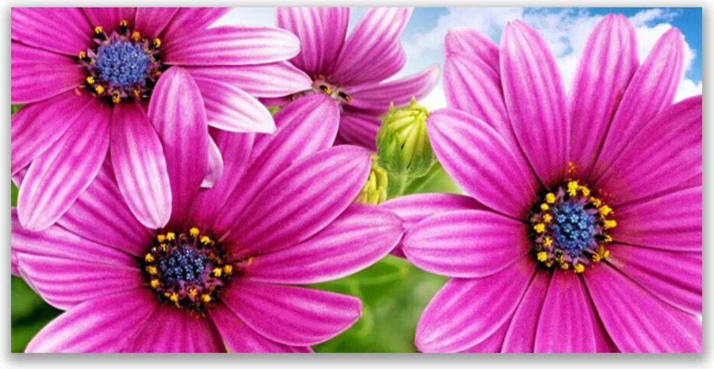 Tulup Leinwand-Bilder 140x70 Wandbild Canvas Kunstdruck Blumen Pflanzen