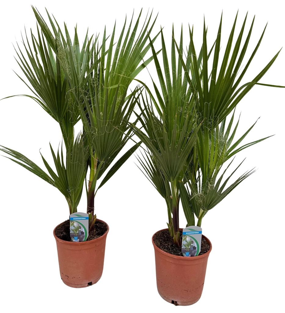 Washingtonia filifera, 75 cm, lot de 2, palmier Image du produit 