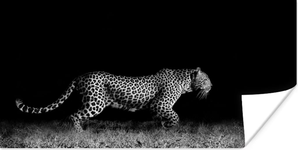 MuchoWow Poster Wildtiere - Leopard - Gras - Schwarz - Weiß 80x40 cm - Wanddeko