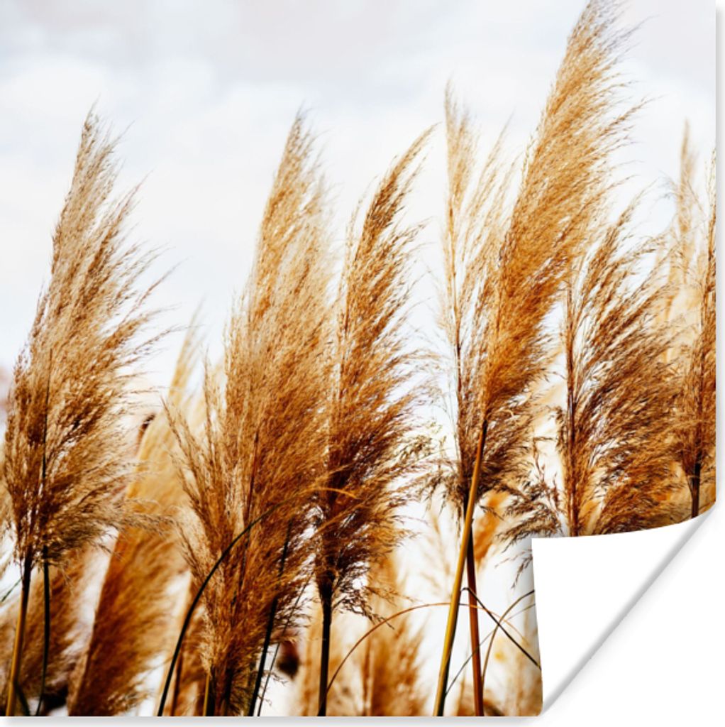 MuchoWow Poster Pampasgras - Sonne - Gras 75x75 cm - Wand Dekoration