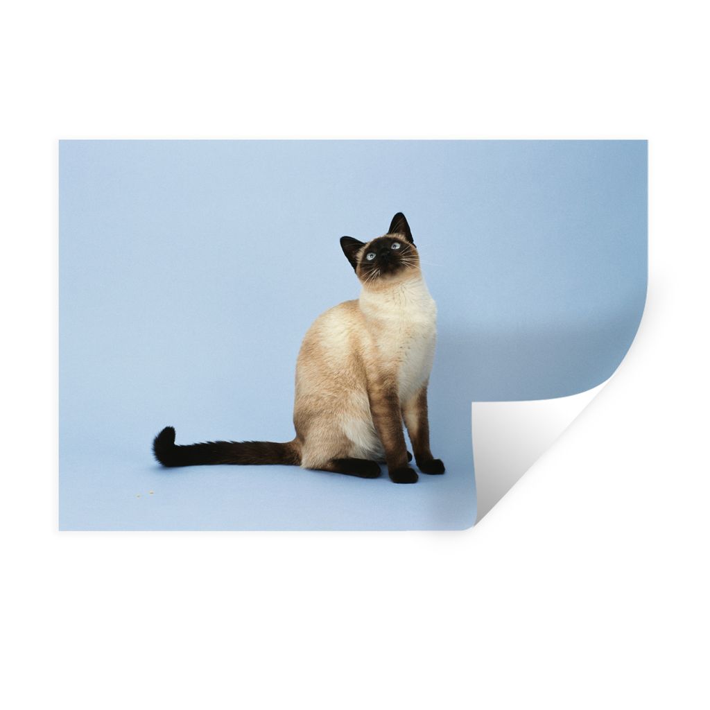 MuchoWow Wandtattoo Wandsticker Wandaufkleber Eine Siamkatze in einem blauen Atelier 120x80 cm Selbstklebend und Repositionierbar - Selbstklebend...