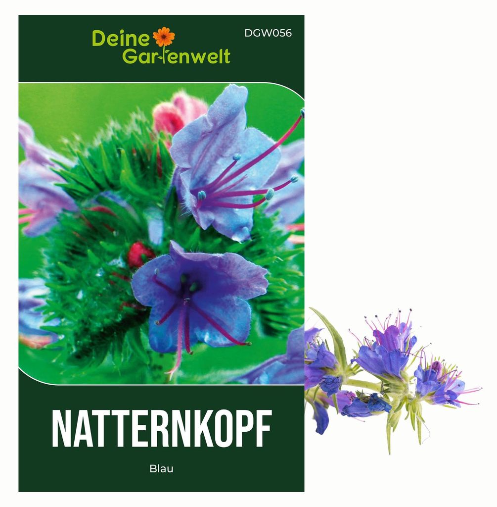 Natternkopf blau Samen - Echium plantagineum - Produktbild 